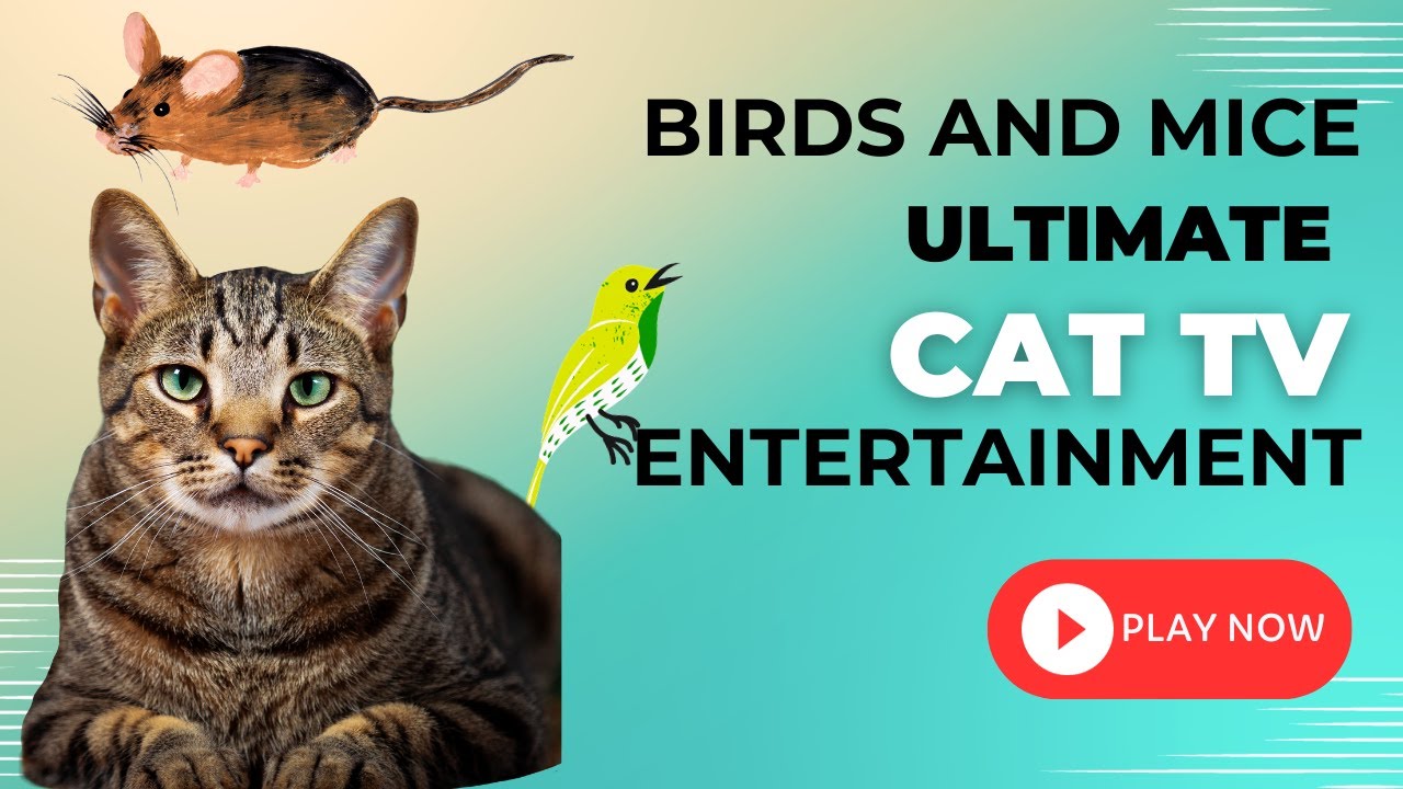 Cat TV Delight Birds and Mice Extravaganza for Ultimate Cat
