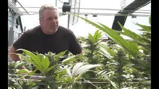 Kevin Jodrey: Connoisseur Cultivars - Breeding Exquisite Cannabis Varieties / Ganjier