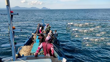 Pukat cincin, Gak di sangka dapat banyak ikan, luar biasa hasil tangkapan nelayan indonesia
