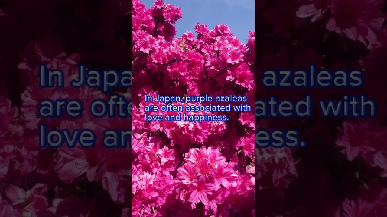 Meaning and Symbolism of Purple Azalea Flowers 