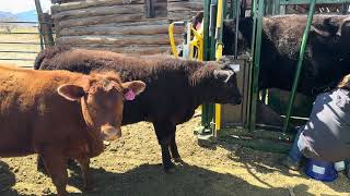 Our Loving Helpful Heifers Tried to ‘Help’ Milk the Cow… Chaos &amp; Cuteness Overload! 🐮😂💕