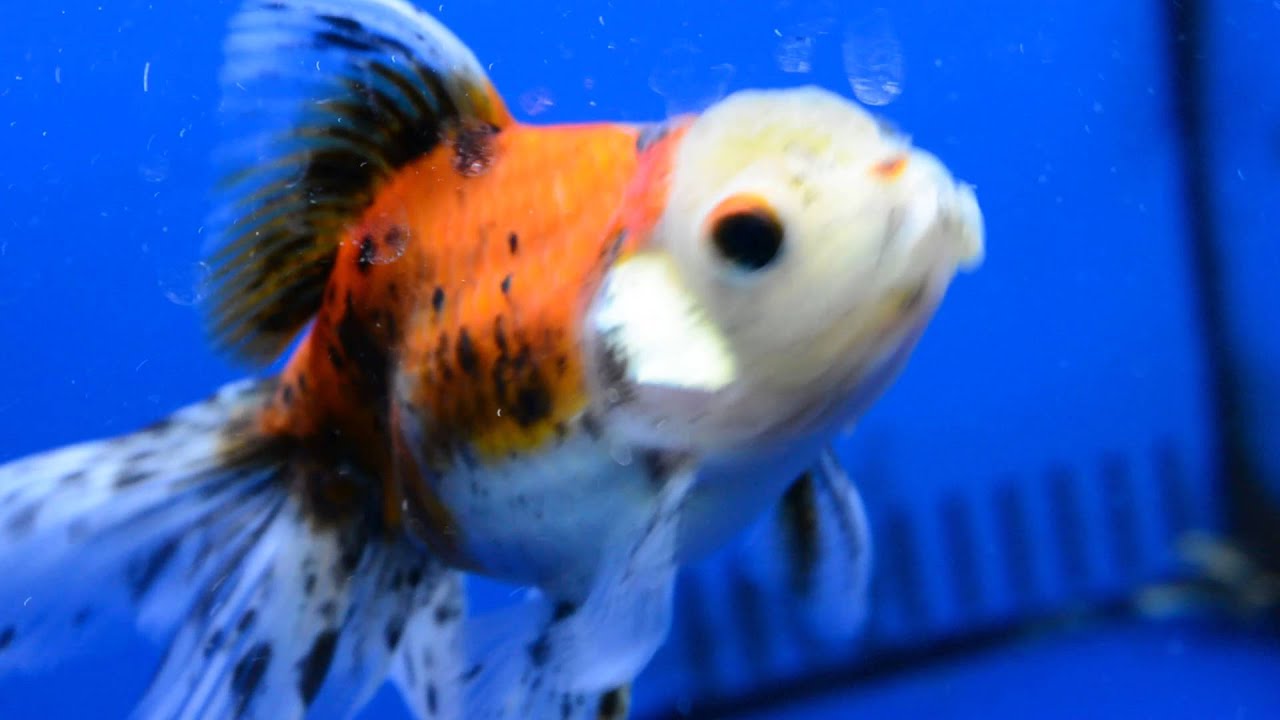 bettas aquarium PICKING MY NEW PETS!