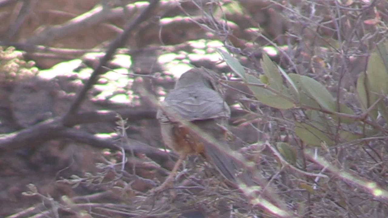 Canyon Towhee 