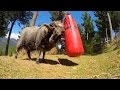 Angry ram destroys a punching bag