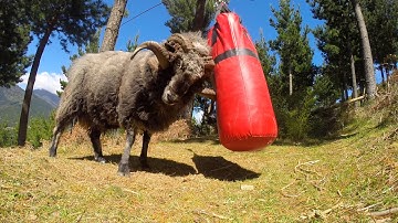 Angry Ram destroys a punching bag..