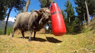 Angry Ram destroys a punching bag..