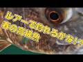 ルアーで釣れるかな春の高級魚!?