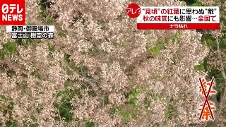 秋に“異変”　紅葉や秋の味覚がピンチ！クマの出没にも影響（2020年10月22日放送「news every.」より）