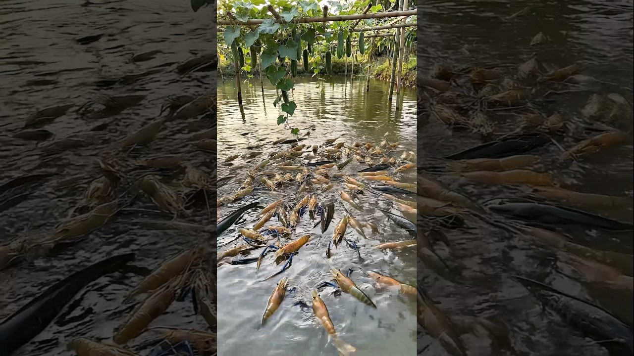 Wow! Amazing Polo Fishing Videos ! Best Big Fish Catching ! Primitive Technique fishing 