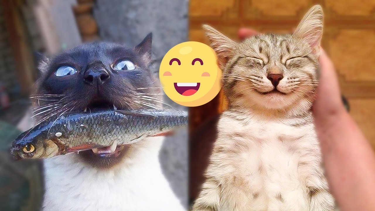 Cute and Funny Cat Videos to Keep You Smiling! | May 2020 #12 