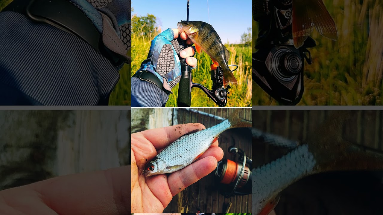 Неужели ЛУЧШАЯ бюджетная КАТУШКА для мормышинга?!