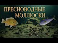 Пресноводные моллюски: жизнь на дне реки | Познавательное видео | Удивительный мир беспозвоночных