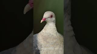 White-headed Pigeon #nikon #shorts #sunshinecoast