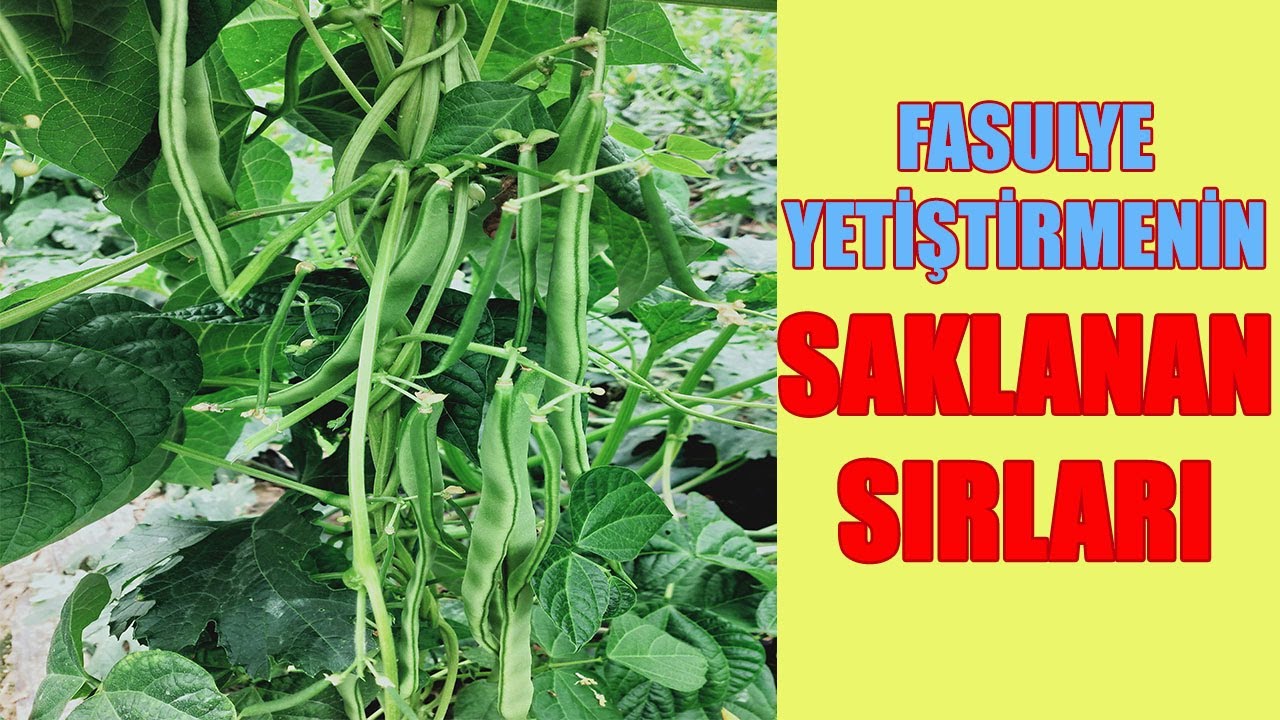FASULYE YETİŞTİRMENİN SAKLANAN SIRLARI, FASULYEDEN VERİM ALMAK İÇİN BUNLARA DİKKAT EDİN,