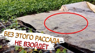 САМАЯ большая ОШИБКА при посеве, которая оставит вас БЕЗ РАССАДЫ!