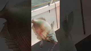 P Hooked In The B---