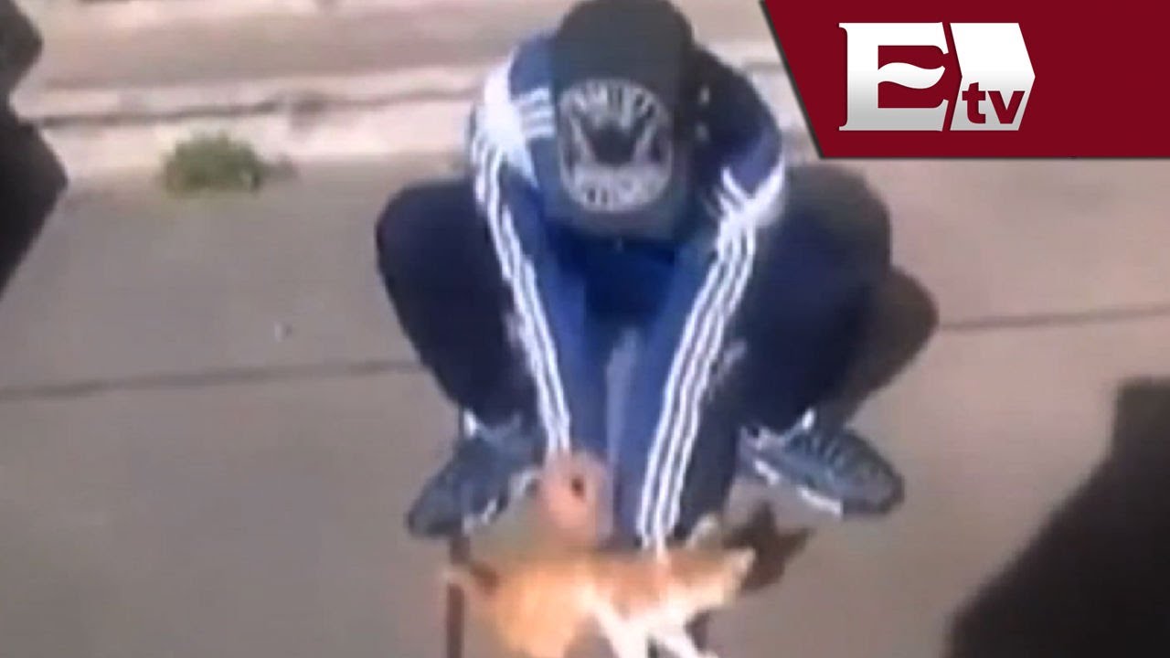 Joven es condenado a prisión por maltratar a un gato en Francia ...