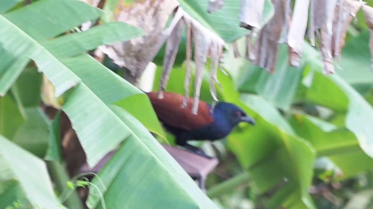 Greater Coucal - Centropus sinensis
