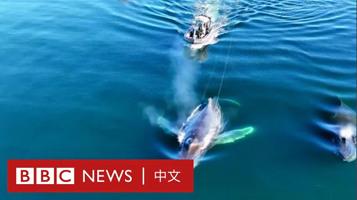座头鲸因绳索被困 救援人员助其“高难度动作”脱险－ BBC News 中文 - 天天要闻