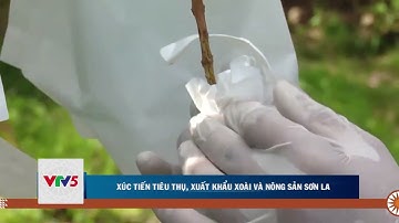 XÚC TIẾN TIÊU THỤ, XUẤT KHẨU XOÀI VÀ NÔNG SẢN SƠN LA   | VTV5