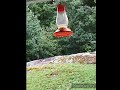 Hummingbird flying in yard #animalshorts #hummingbird #hummingbirds #nature #slowmo