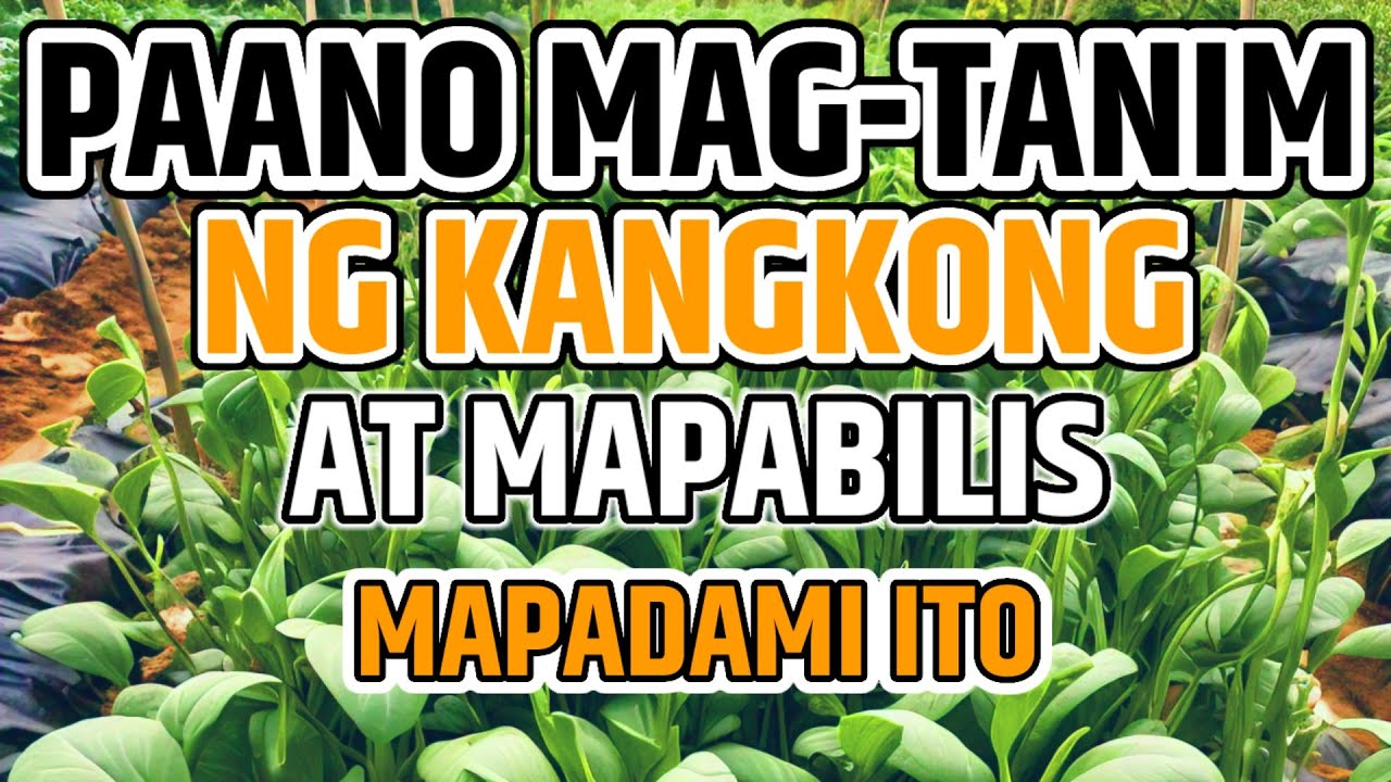 PAANO MAGTANIM NG KANGKONG | PAANO MAGPADAMI NG KANGKONG - D' Green Thumb