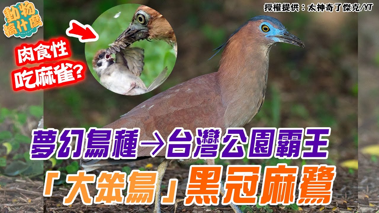夢幻鳥種→公園霸王，大笨鳥「黑冠麻鷺」活抓麻雀吞下肚？神秘肉食性鳥類不怕人？ @Amazing.Jack.