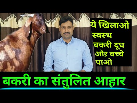 बकरी का संतुलित आहार bakri ko kya khilana chahiye बकरी को क्या-क्या खिलाना चाहिए bakri ka santulit