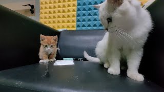 Playful Orange Cat vs. Shy White Cat: Contrasting Daily Dynamics
