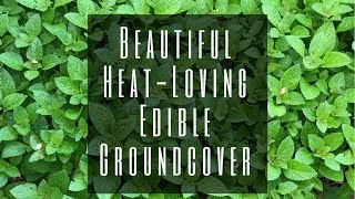Permaculture Plants for Profit: African Potato Mint