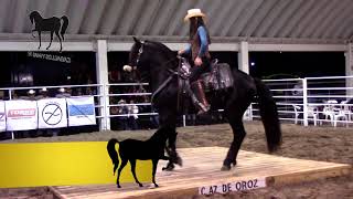 Kamila bailando su caballo warlander Indio Enamorado Kamila bailando su caballo warlander Indio Enamorado