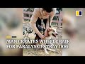 Chinese man gives paralysed stray dog a new lease of life