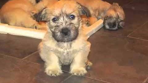 Glen of imaal terrier puppies for sale near me