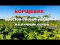 Борщевик Сосновского. Как удалить быстро и за один раз, личный опыт.