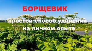 Борщевик Сосновского. Как удалить быстро и за один раз, личный опыт.