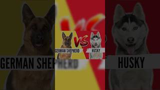 germane vs siberian husky dog germanshepherd husky amazingfacts doglover viral gsdofig