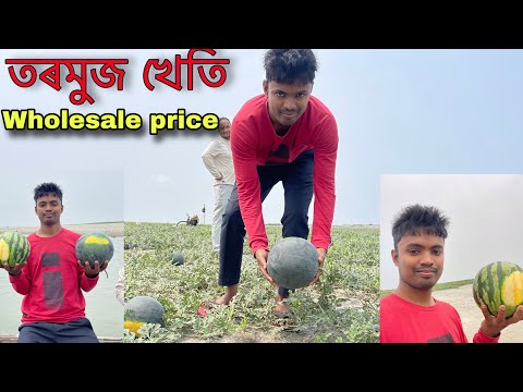 Watermelon farming in Assam