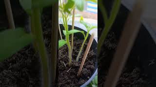 day 13 of growing my tomato plants not sprouts anymore #fun #gardening #growing #plants #growagarden