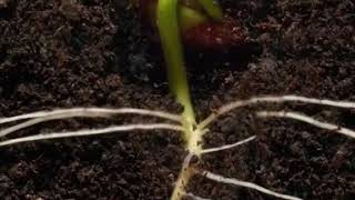 Como é o crescimento de uma semente no subsolo. screenshot 2