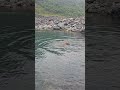 玩玩水快樂的狗狗～#dog #dogshorts #swimming
