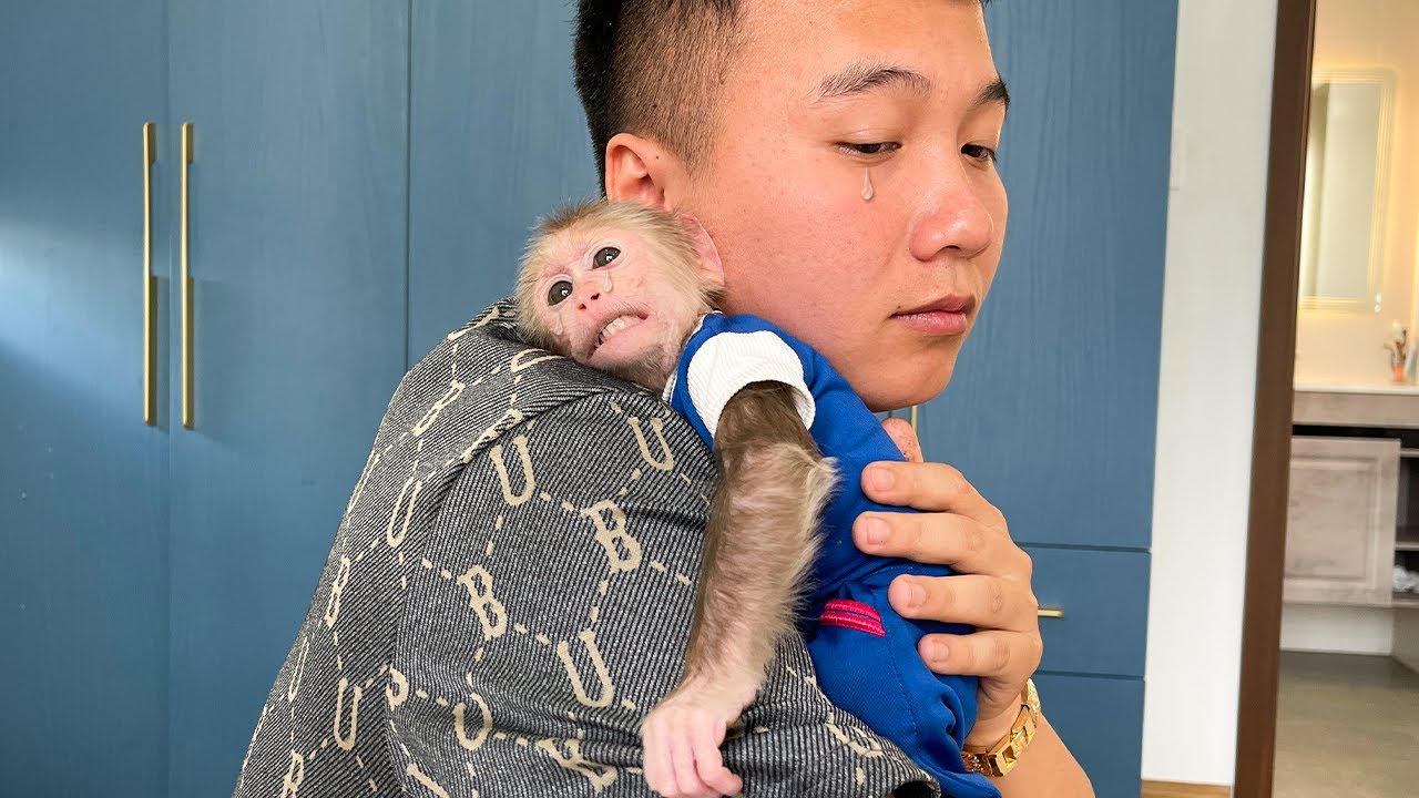 Poor Monkey Cubis! Scared when dream about previous accident! 😨