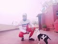 كيفية تعليم كلبك نصف دورة دوميتور