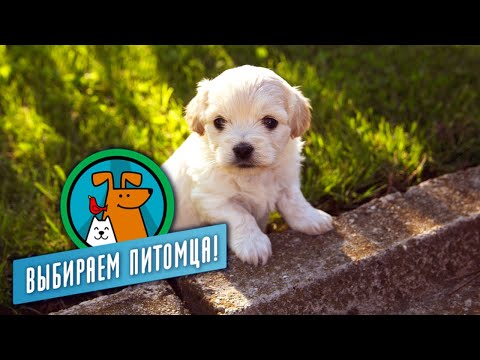 Обычные собаки. Выбираем питомца @moyaplaneta