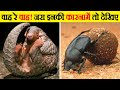 अरे बाप रे! इनके करतब तो देखिए जरा | Animals and their Unusual Skills