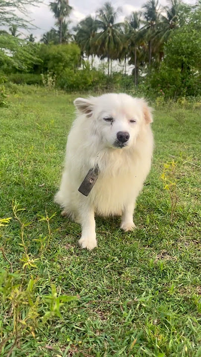 #micky #sila nal munadi tumbler la manjal……😂#ipa koomapatti…😁🤣😂#indha social media bore adiku 😂