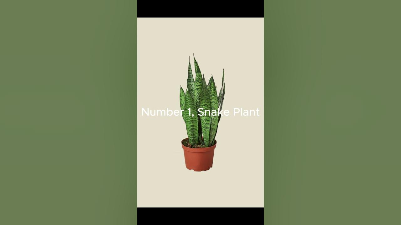 top-3-low-maintenance-house-plants-youtube