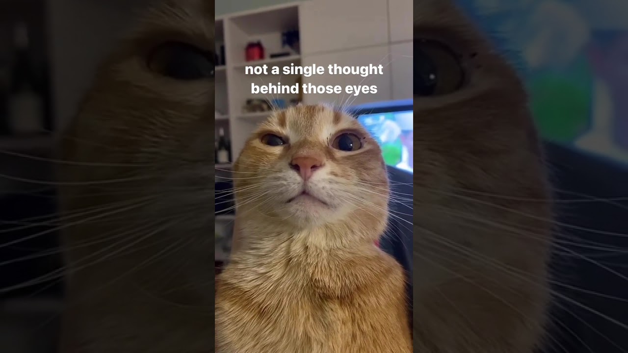 whats he thinkin about?

-
-
-
- credit: unknown (dm for credit/removal)
tags:
