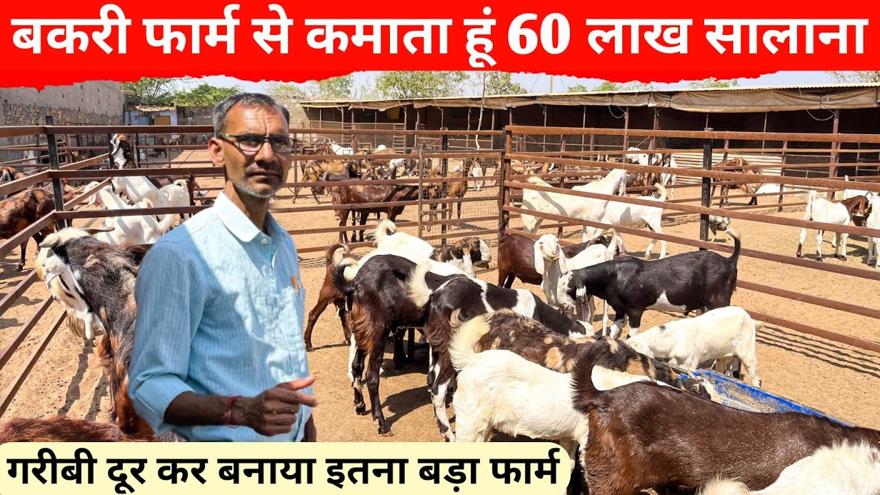 1 बकरी से बना डाली 300 बकरी की गोट फैक्ट्री | Goat Farm Tour | Goat Farming