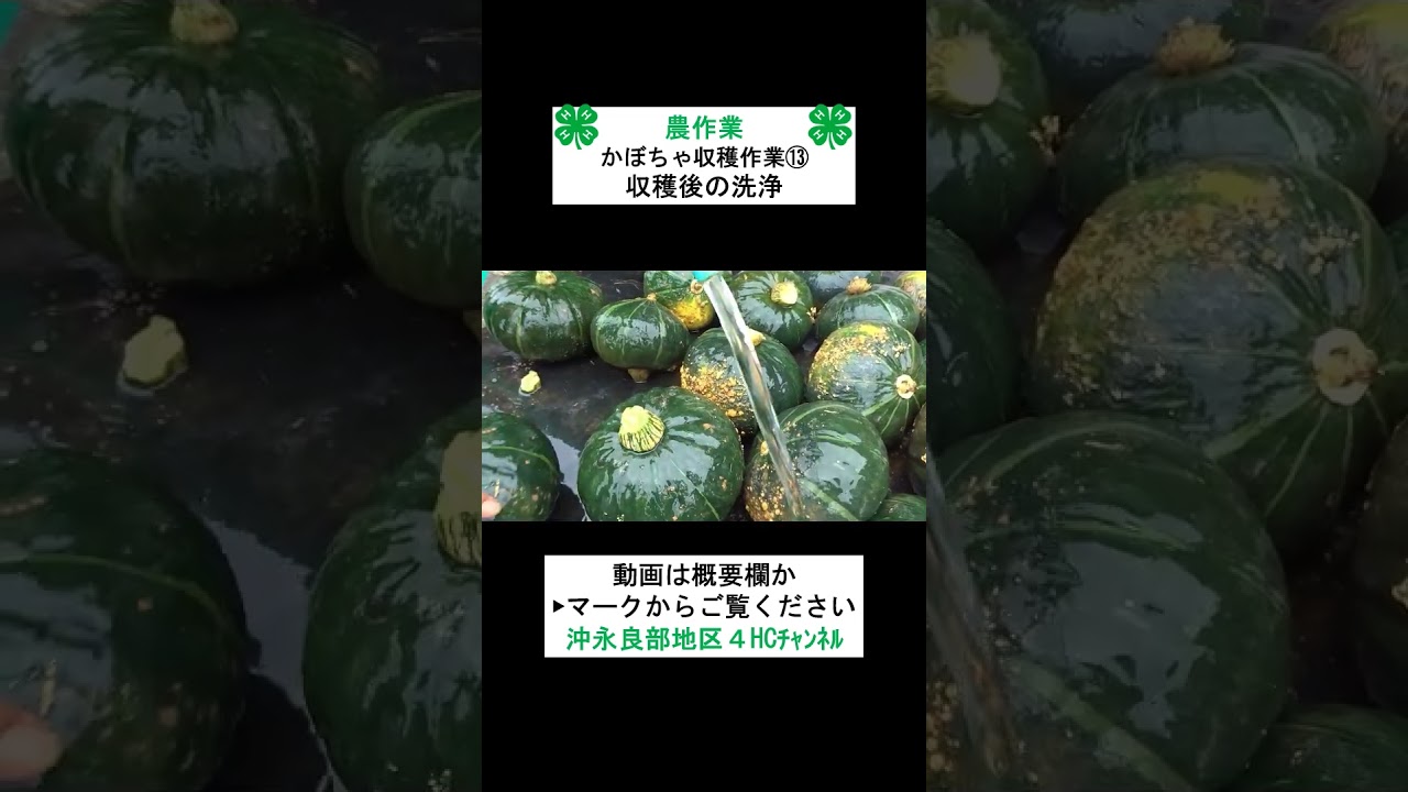 農作業】かぼちゃの収穫作業⑬ - YouTube