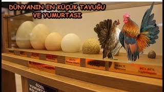 DÜNYANIN EN KÜÇÜK TAVUĞU VE YUMURTASI ( YUMURTA SERGİSİ )